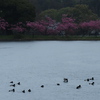 冷たい雨、 桜の頃
