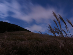 月夜のすすき草原