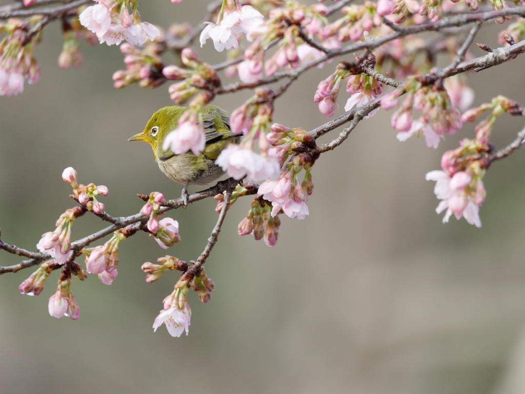 大漁桜とメジロ