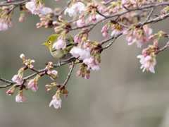 大漁桜とメジロ