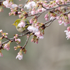 大漁桜とメジロ