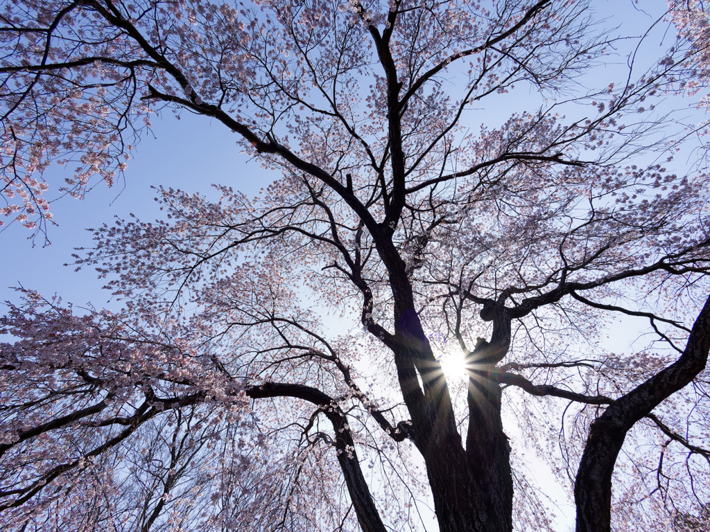 桜の懐に抱かれて