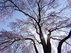 桜の懐に抱かれて