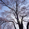 桜の懐に抱かれて