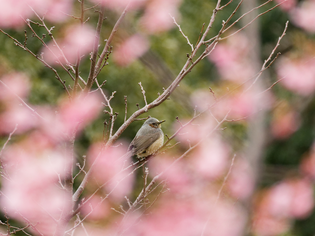 枯れ木に花を