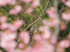 枯れ木に花を
