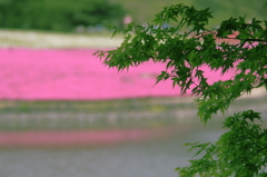 Green on Pink