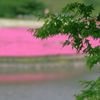 Green on Pink