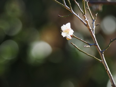 梅一輪