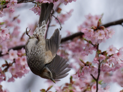 ヒヨドリと修善寺寒桜