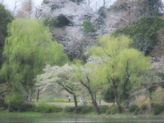 公園の朝、桜の頃