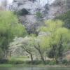 公園の朝、桜の頃