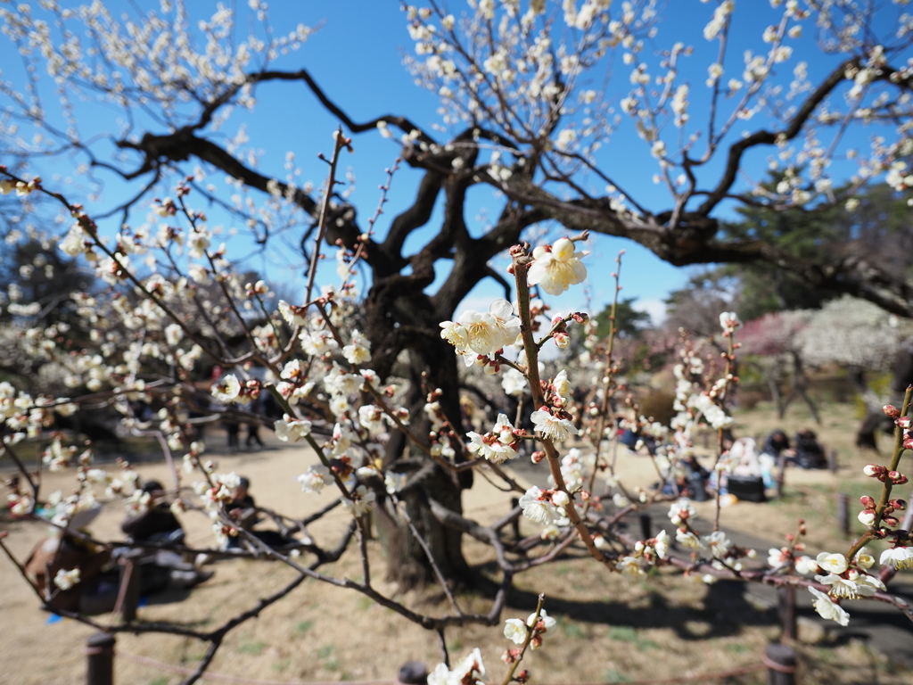 花見日和（梅）