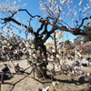 花見日和（梅）