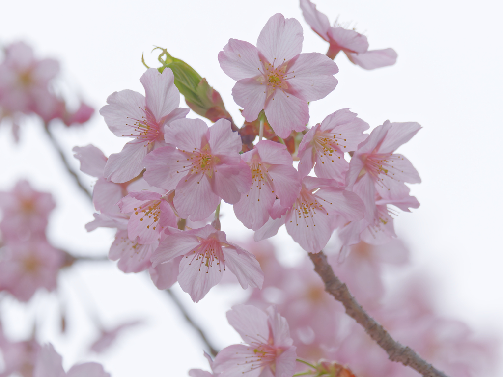 修善寺寒桜 薄曇り