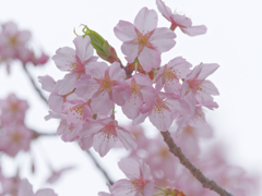 修善寺寒桜 薄曇り