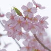 修善寺寒桜 薄曇り