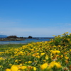 砂浜の黄色い花