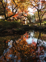 紅葉の雅