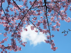 青空と河津桜
