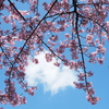 青空と河津桜