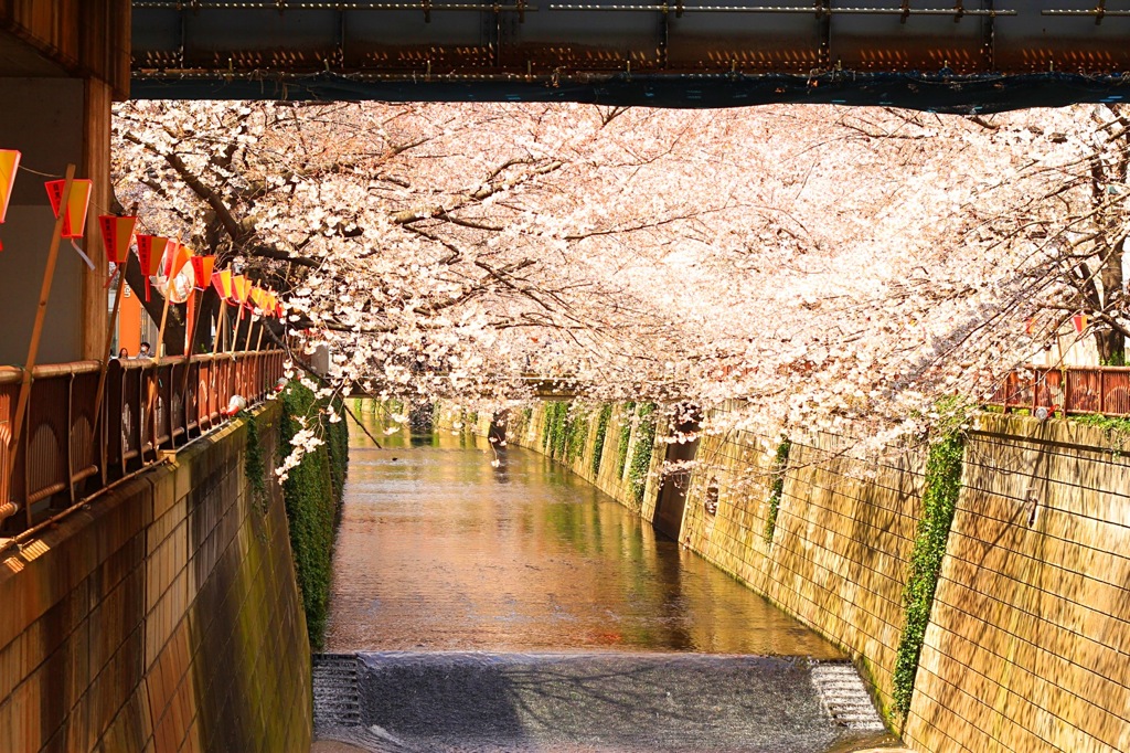 目黒川