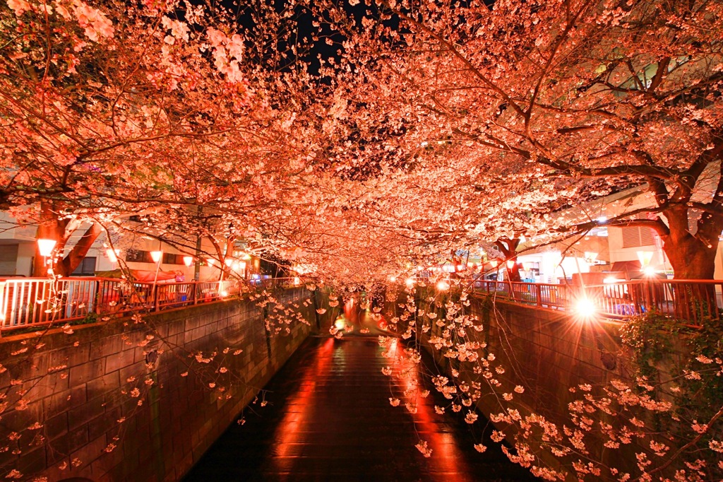 目黒川