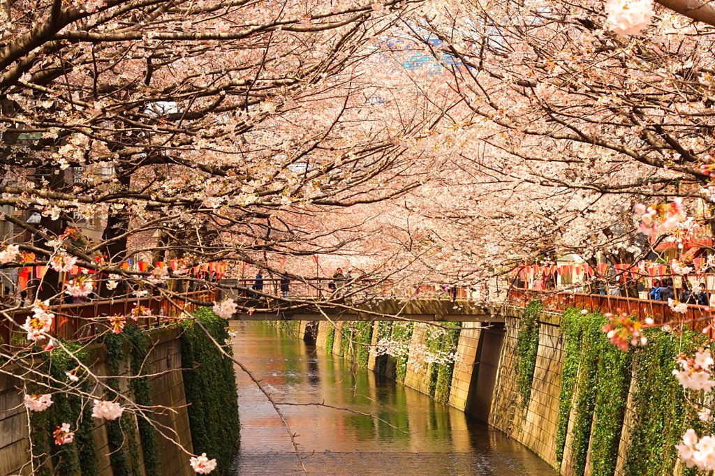 目黒川