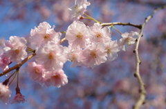 枝垂れ桜