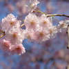枝垂れ桜