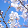 春爛漫