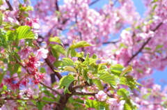 葉桜