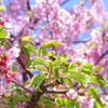 葉桜