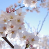 春の日差し