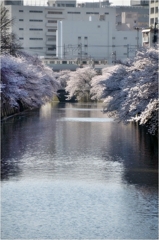 桜散咲・東京目黒川　通勤桜電車