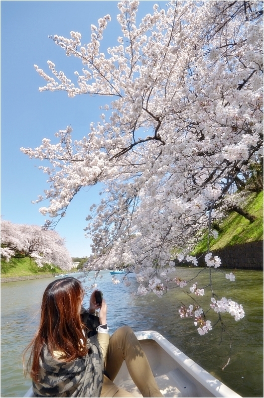 千鳥が淵　桜激写