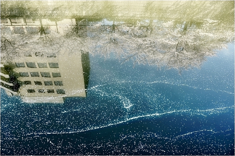 桜散咲・東京目黒川　さくらアート