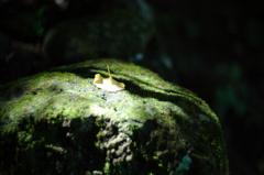 夏終秋
