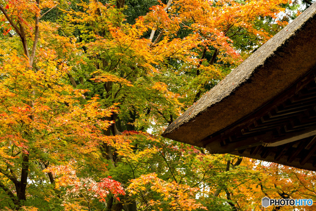 平林寺