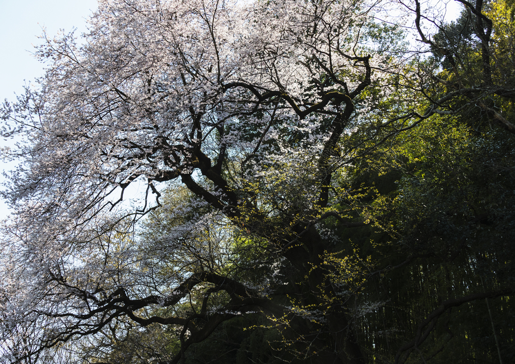エドヒガン桜