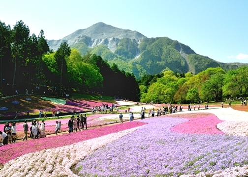 芝桜と武甲山