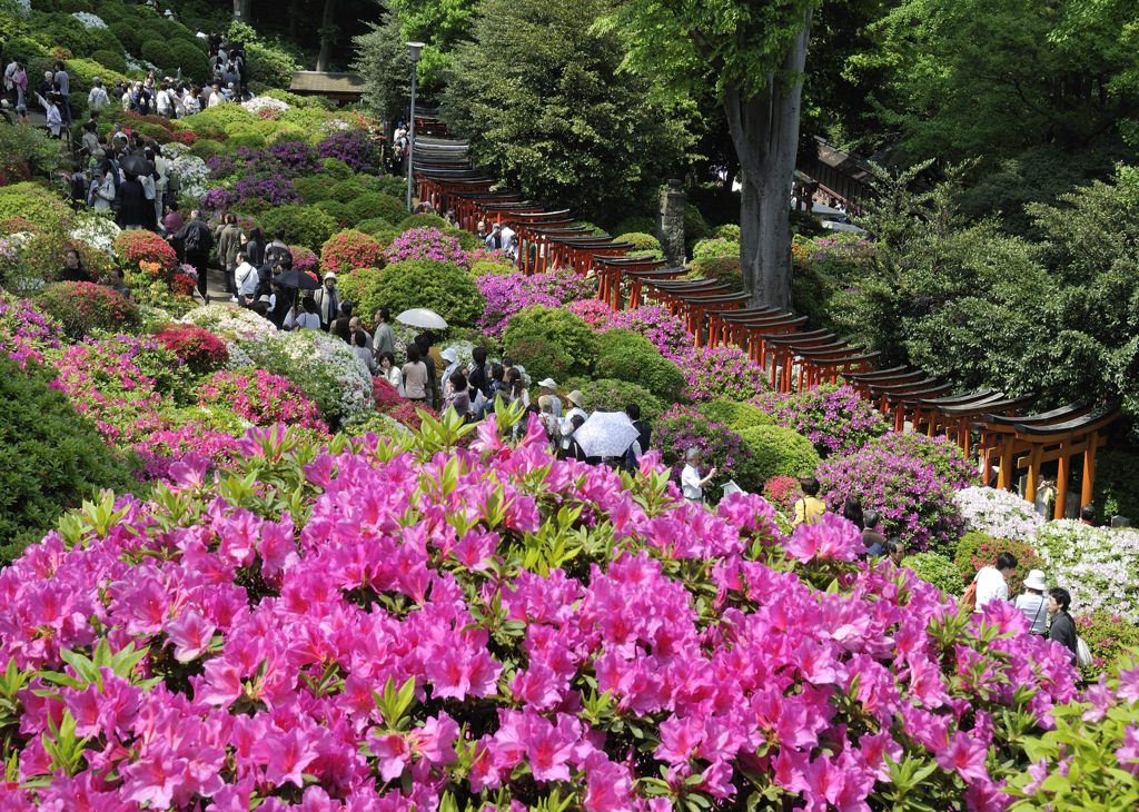 根津神社のつつじ