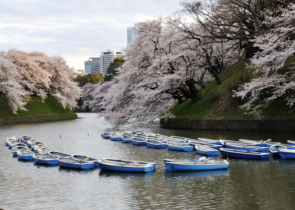 朝の千鳥ヶ淵
