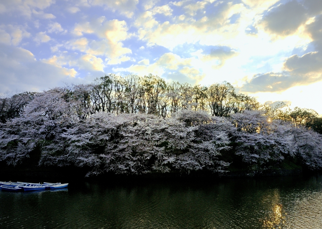 花舞台