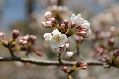 SAKURA