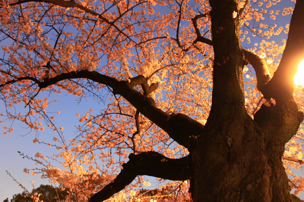 桜