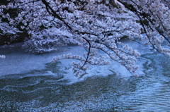 花びらの川