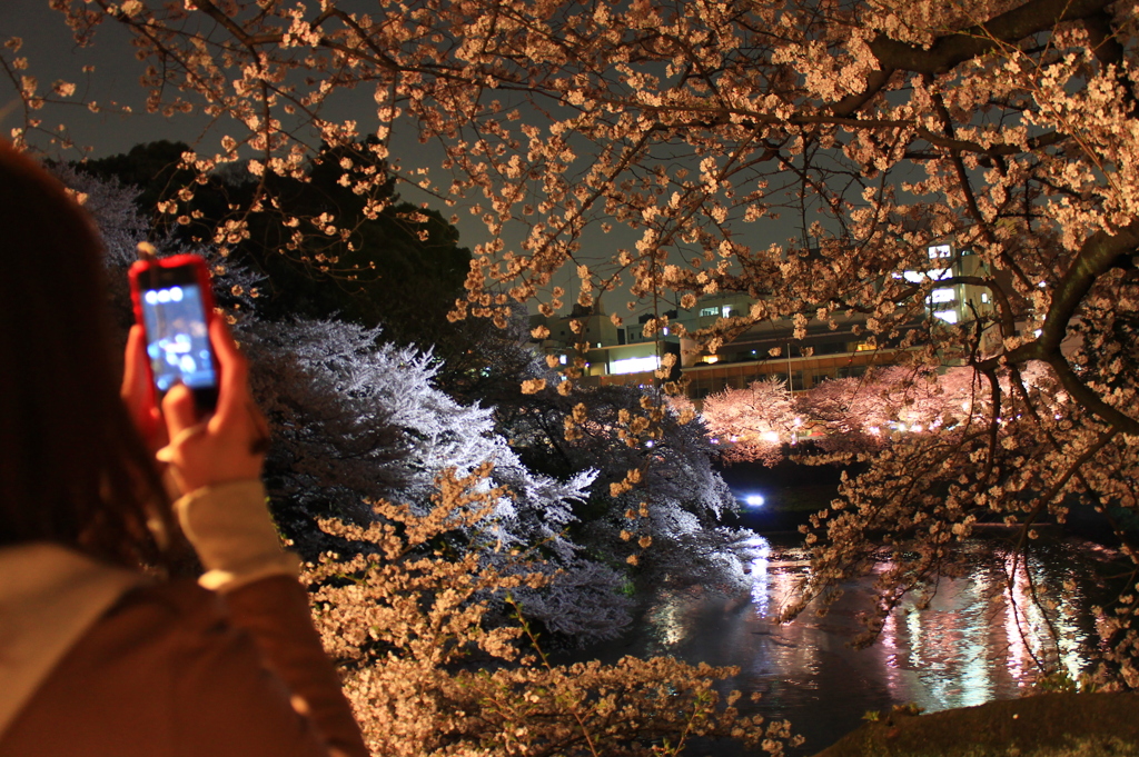 夜桜