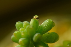 水玉