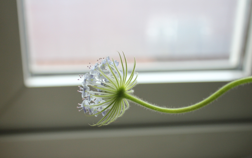 Bluelaceflower